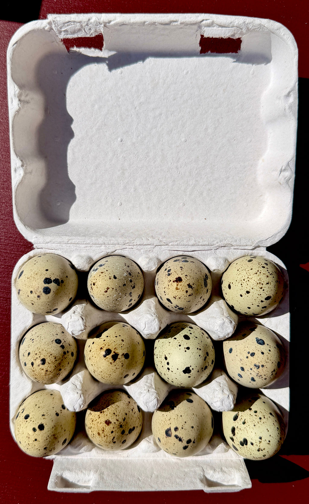 Fertile Japanese Quail Eggs x12 (Free Delivery)