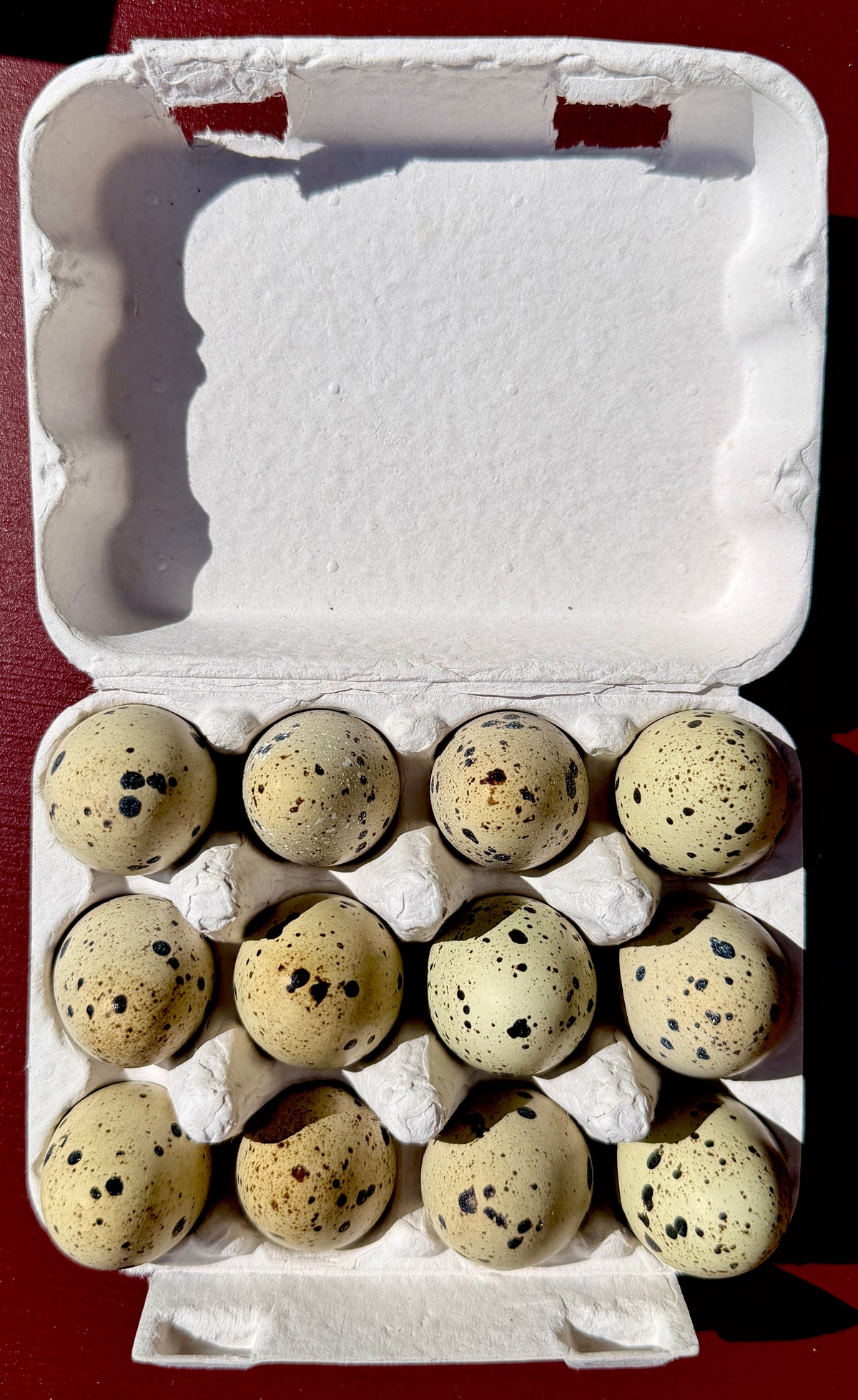 Fertile Japanese Quail Eggs x12 (Free Delivery)