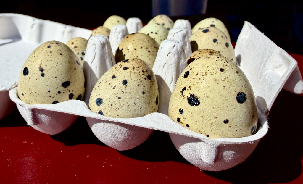 Fertile Japanese Quail Eggs x12 (Free Delivery)