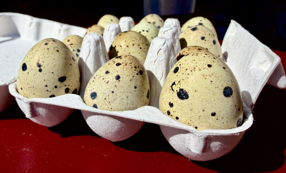 Fertile Japanese Quail Eggs x12 (Free Delivery)