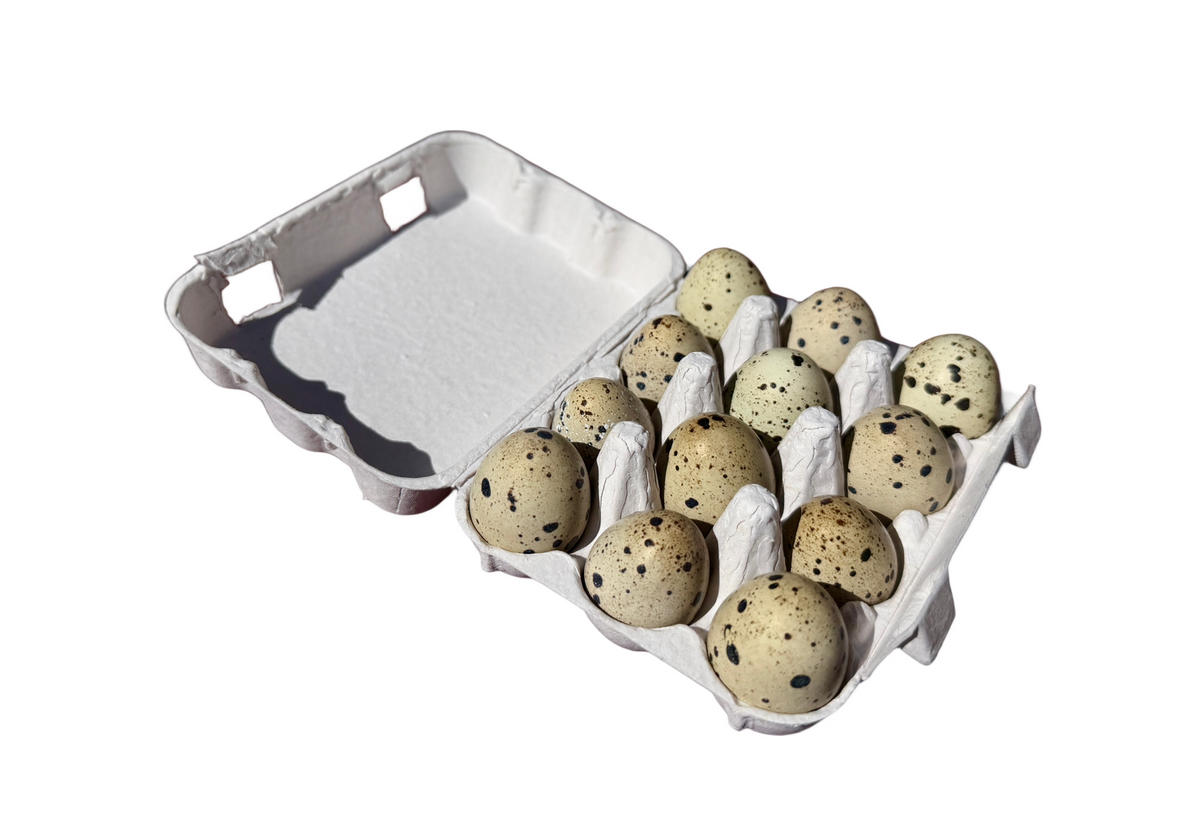 Fertile Japanese Quail Eggs x12 (Free Delivery)
